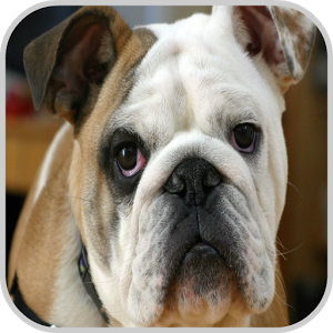 Dog Training Initial Training